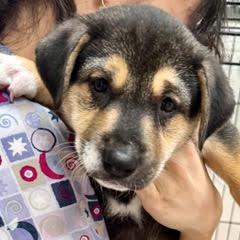 Dancer, an adopted mixed breed in Green Valley, AZ image 2/5