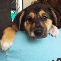 Dancer, an adopted mixed breed in Green Valley, AZ image 3/5