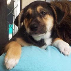 Dancer, an adopted mixed breed in Green Valley, AZ image 1/5