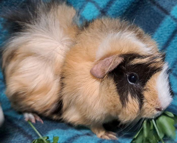 Astro, Adoptable, Young Male Abyssinian.