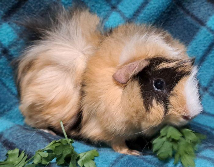 Enlarge Astro, a Adoptable Abyssinian in Gary, IN image 3/5