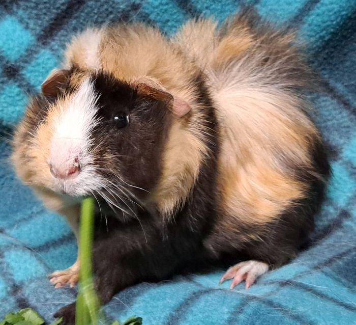 Enlarge Astro, a Adoptable Abyssinian in Gary, IN image 4/5