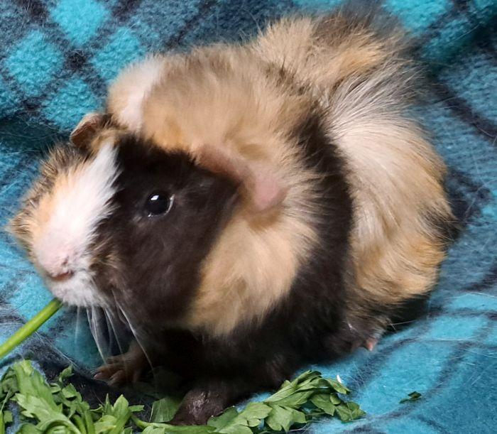 Enlarge Astro, a Adoptable Abyssinian in Gary, IN image 5/5