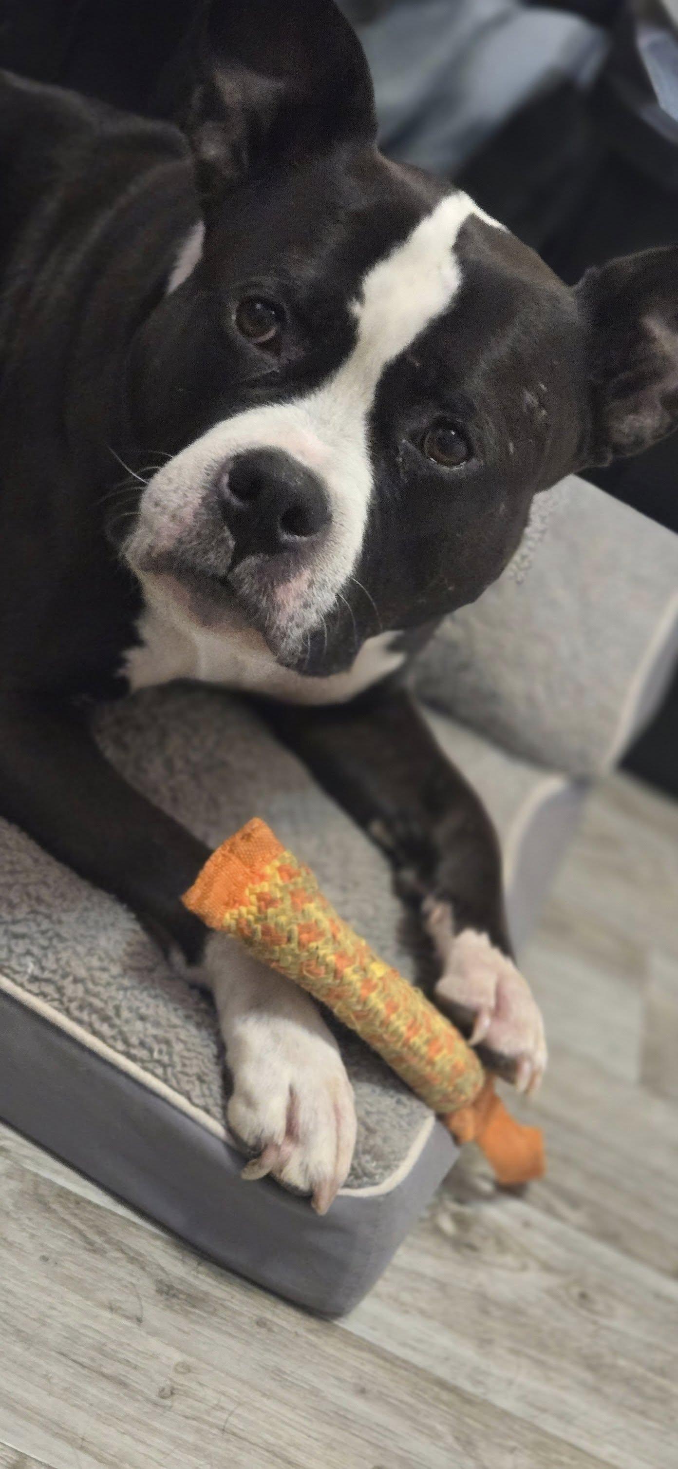 Zoey, a Adoptable mixed breed in Eugene, OR image 2/4