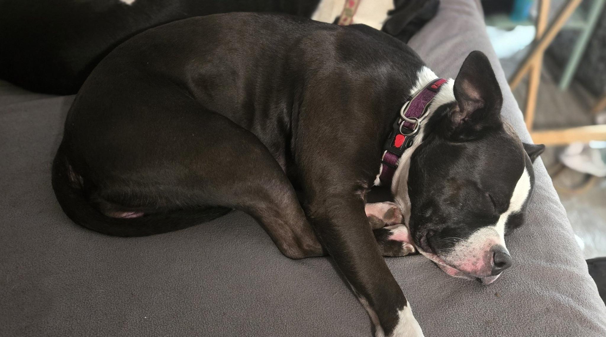 Zoey, a Adoptable mixed breed in Eugene, OR image 3/4