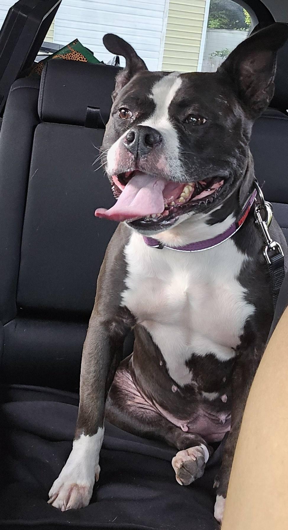 Zoey, a Adoptable mixed breed in Eugene, OR image 4/4