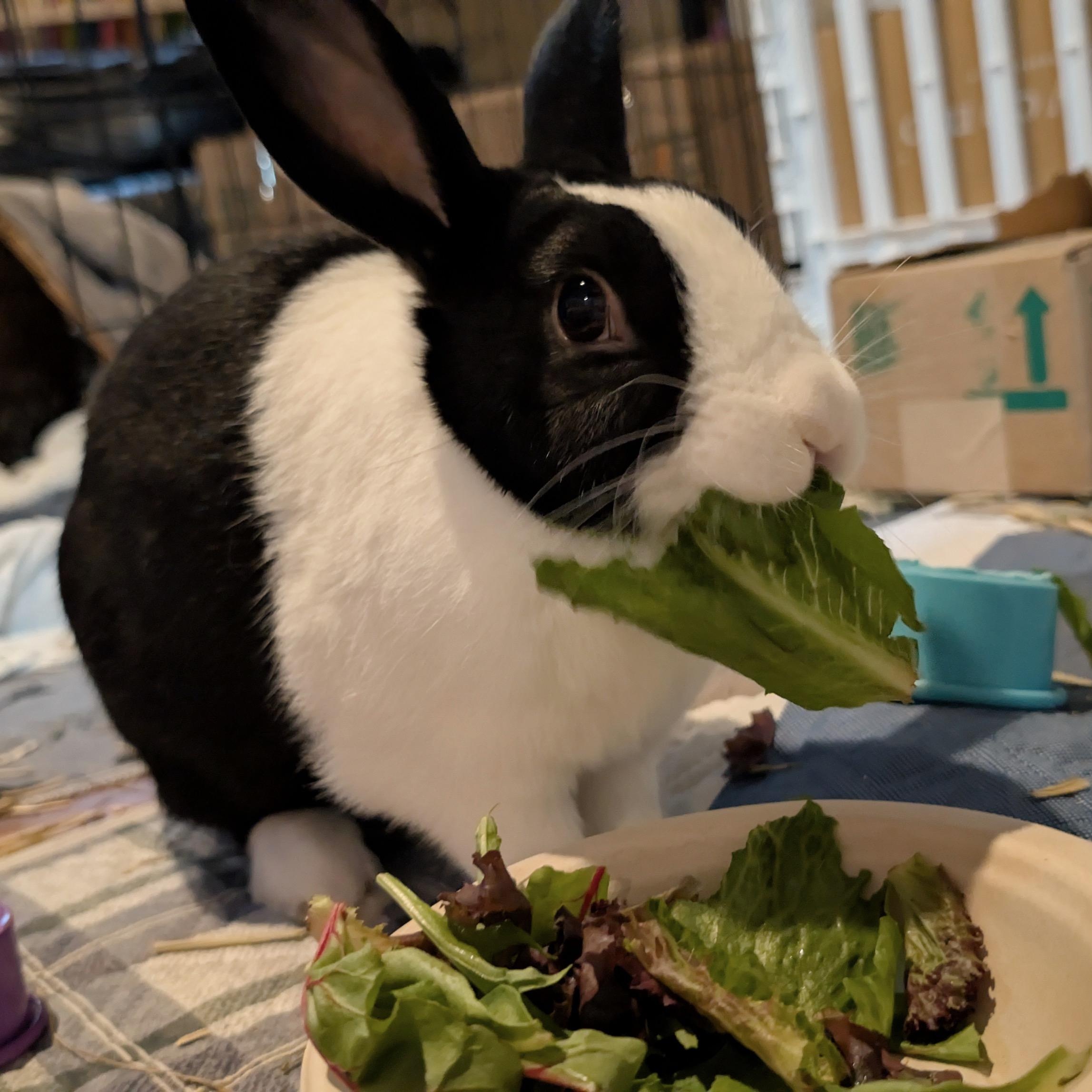 Winston