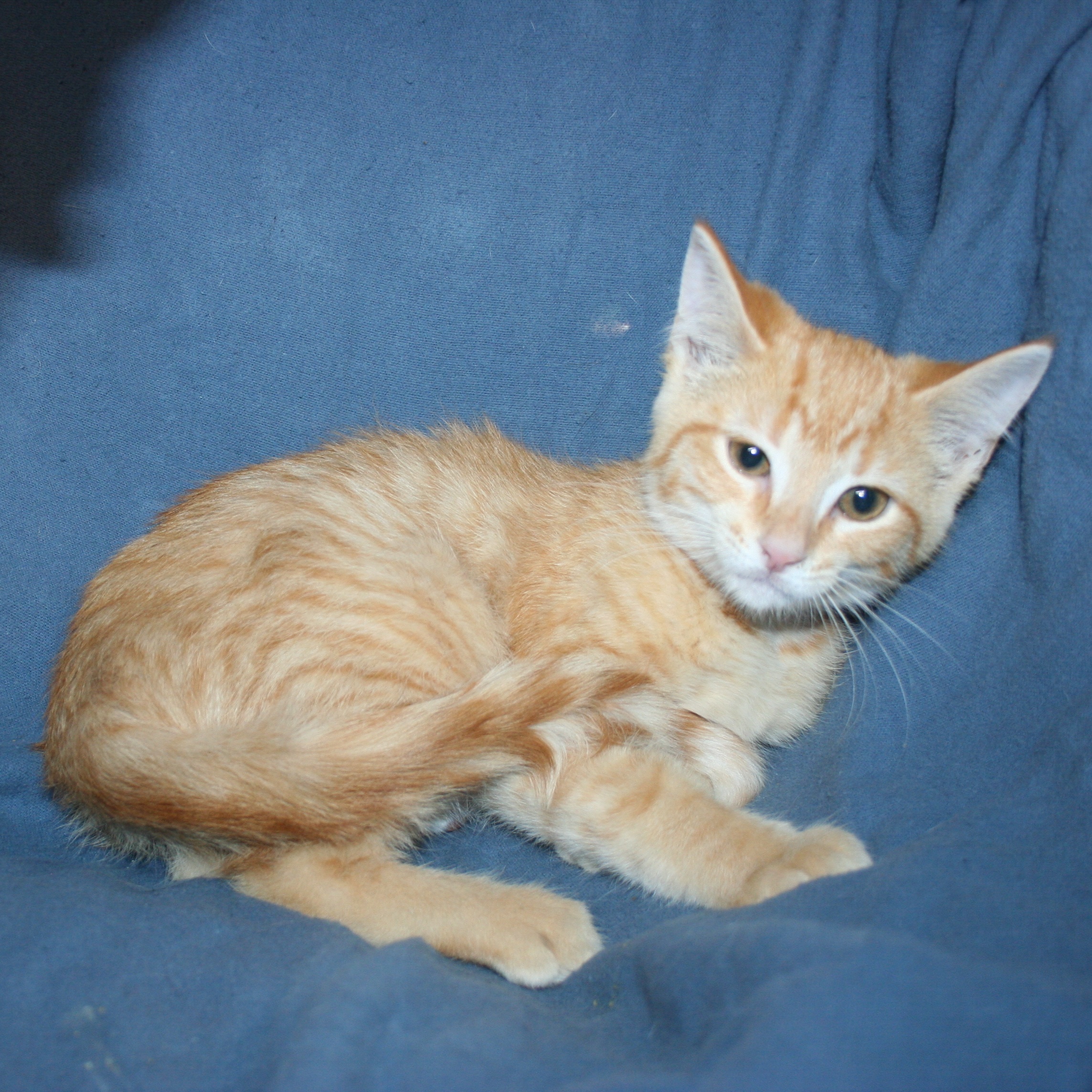 Cat for adoption Buttons, a Tabby Mix in Howell, MI Petfinder