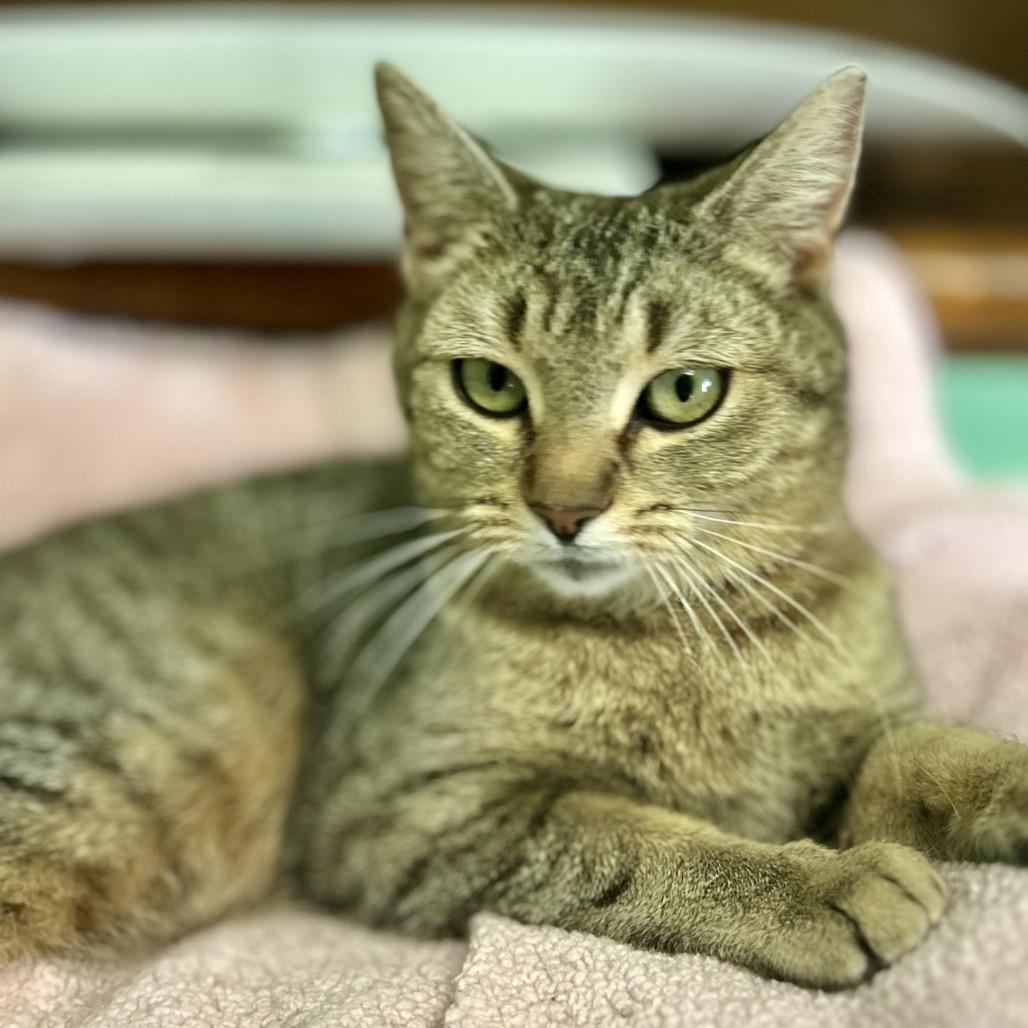 Enlarge Li'l Mama, a Adoptable Domestic Short Hair in Philadelphia, PA image 1/6
