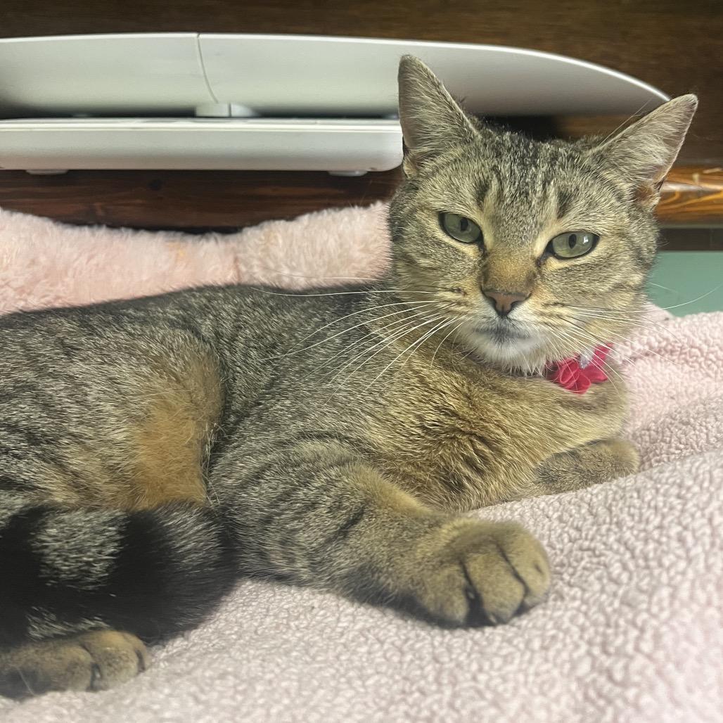 Enlarge Li'l Mama, a Adoptable Domestic Short Hair in Philadelphia, PA image 2/6