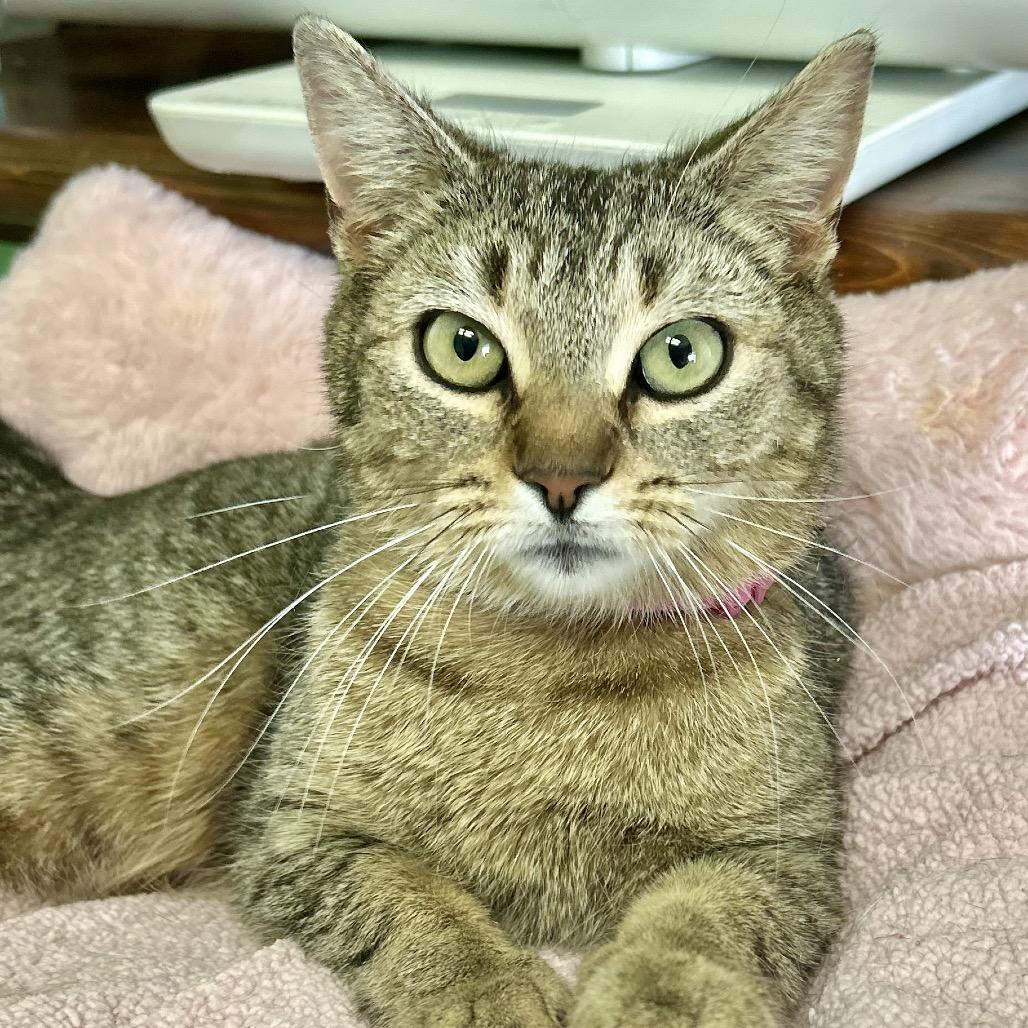 Enlarge Li'l Mama, a Adoptable Domestic Short Hair in Philadelphia, PA image 3/6