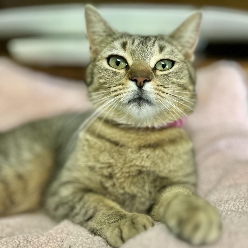 Li'l Mama, Adoptable, Adult Female Domestic Short Hair.