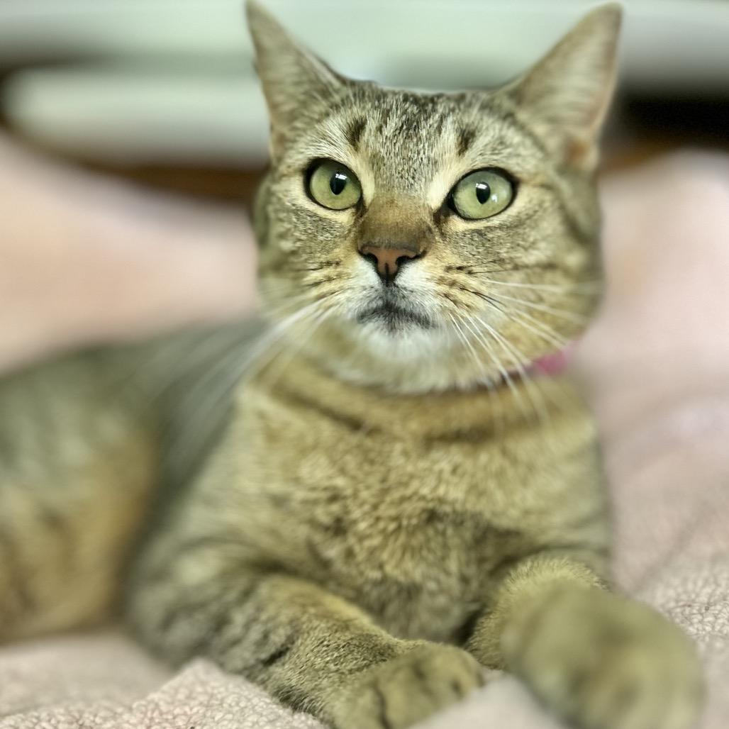 Enlarge Li'l Mama, a Adoptable Domestic Short Hair in Philadelphia, PA image 5/6