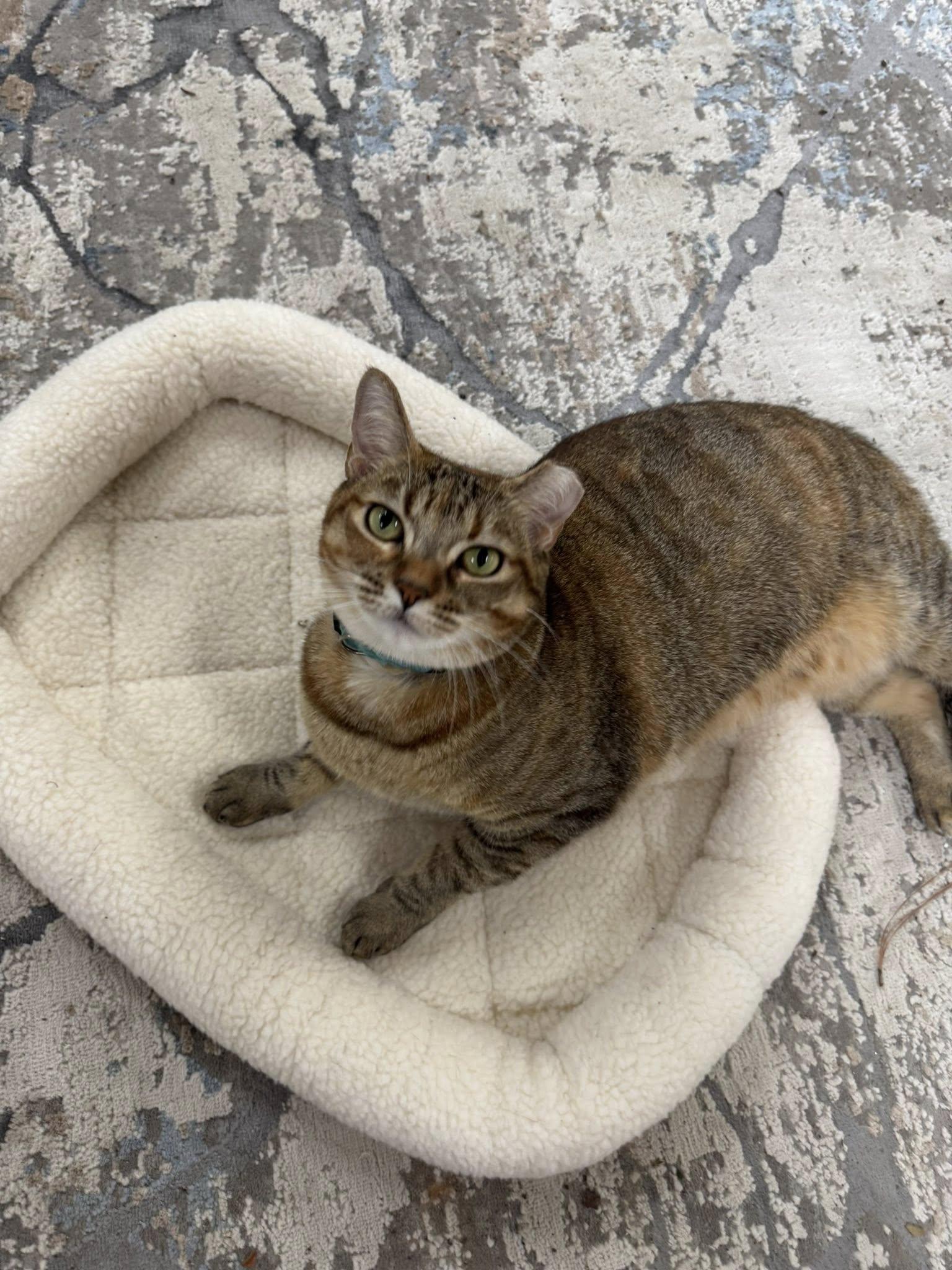 Enlarge Mitzi FNA Honeybee, a ADOPTABLE Torbie in Houston, TX image 2/6