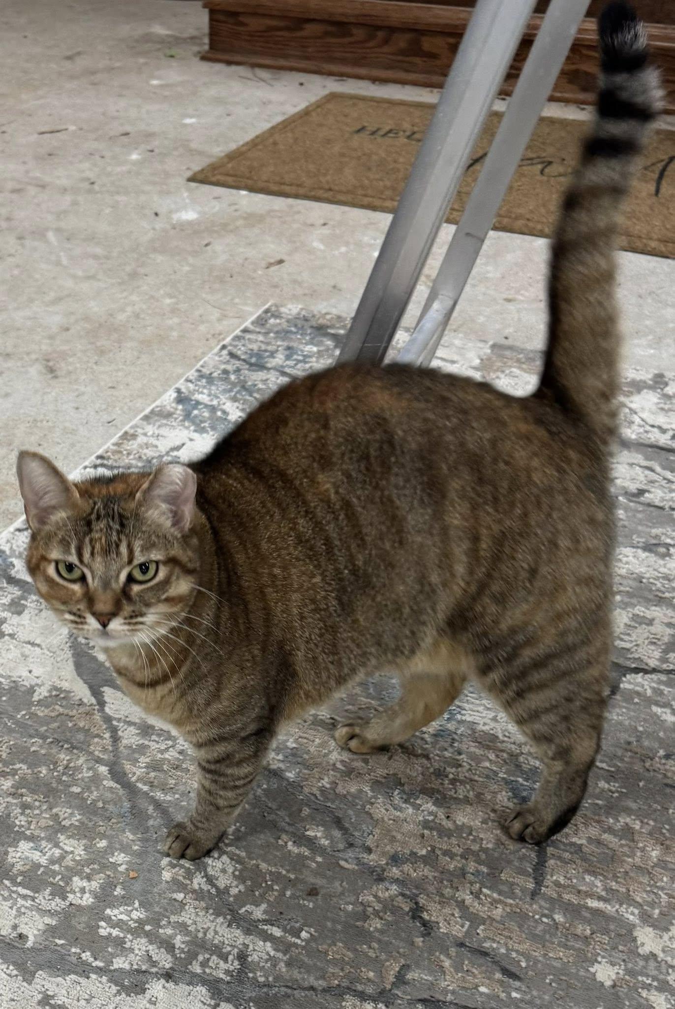 Enlarge Mitzi FNA Honeybee, a ADOPTABLE Torbie in Houston, TX image 3/6