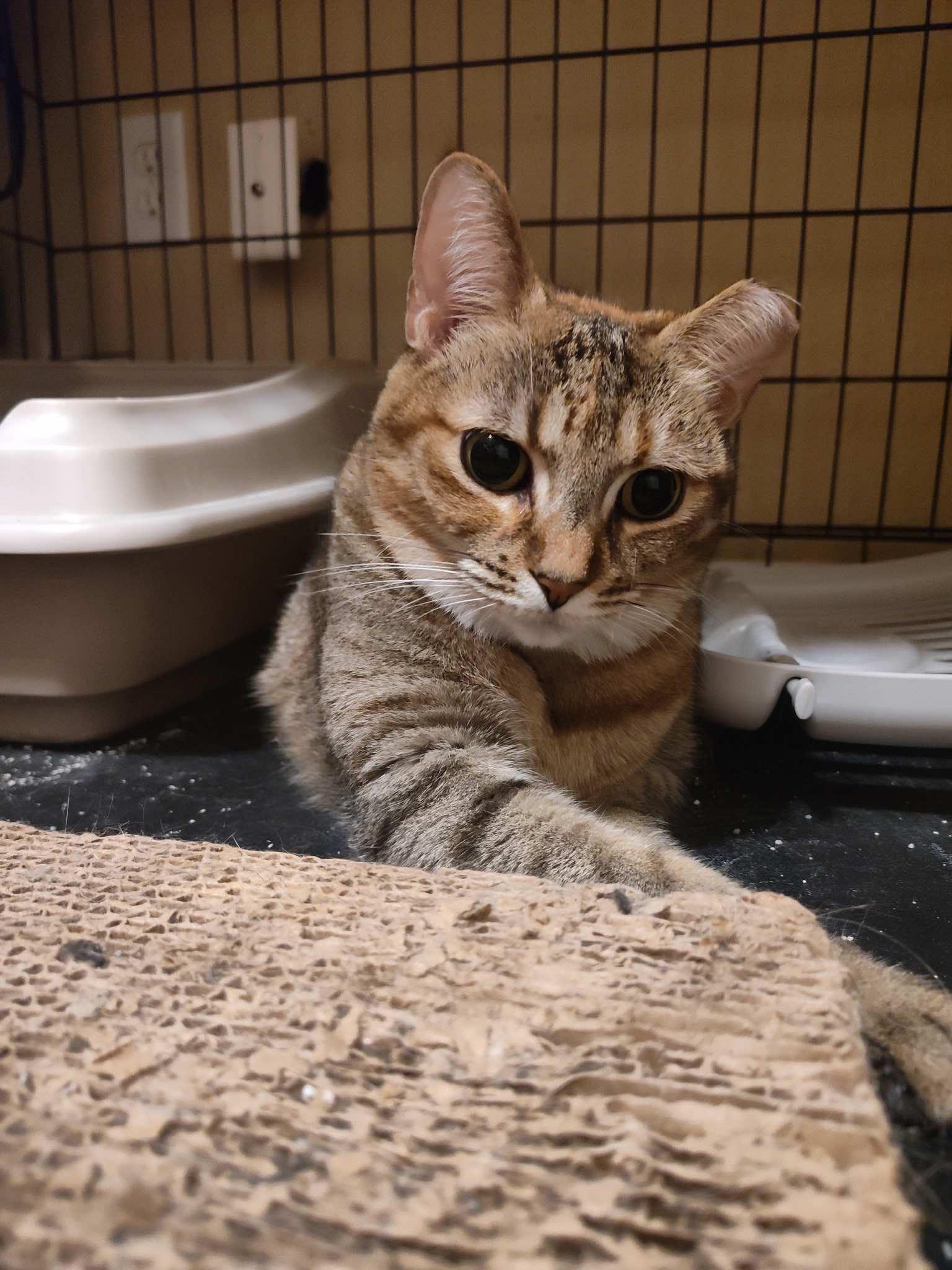 Enlarge Mitzi FNA Honeybee, a ADOPTABLE Torbie in Houston, TX image 4/6