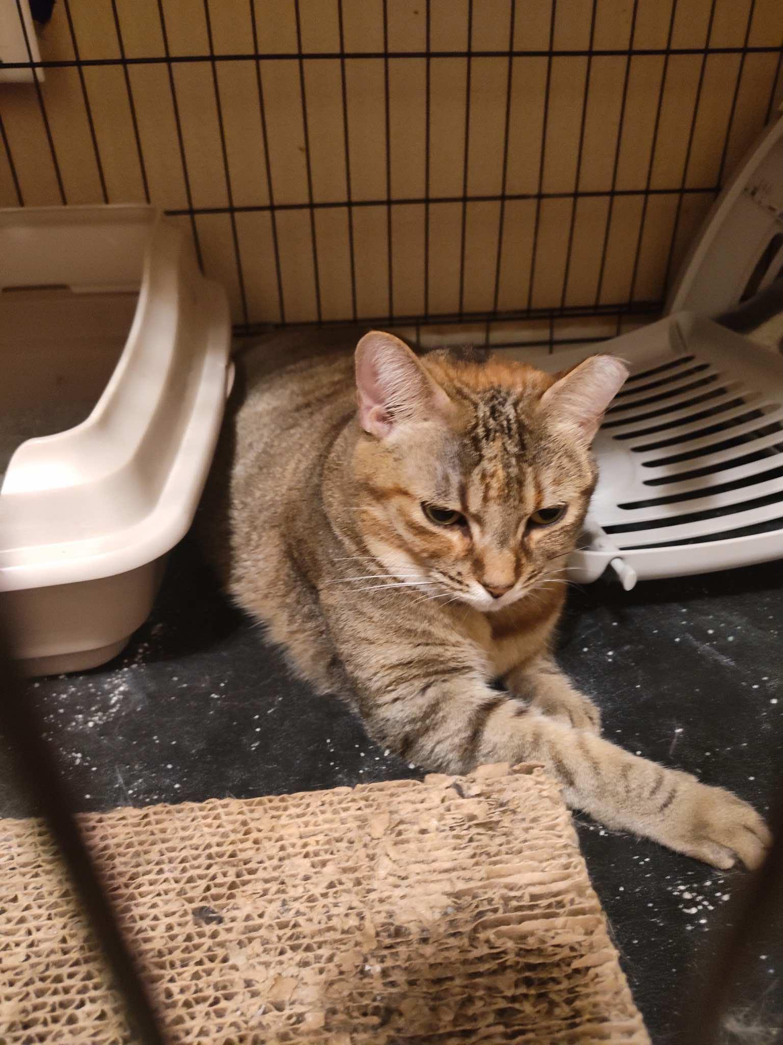 Enlarge Mitzi FNA Honeybee, a ADOPTABLE Torbie in Houston, TX image 6/6