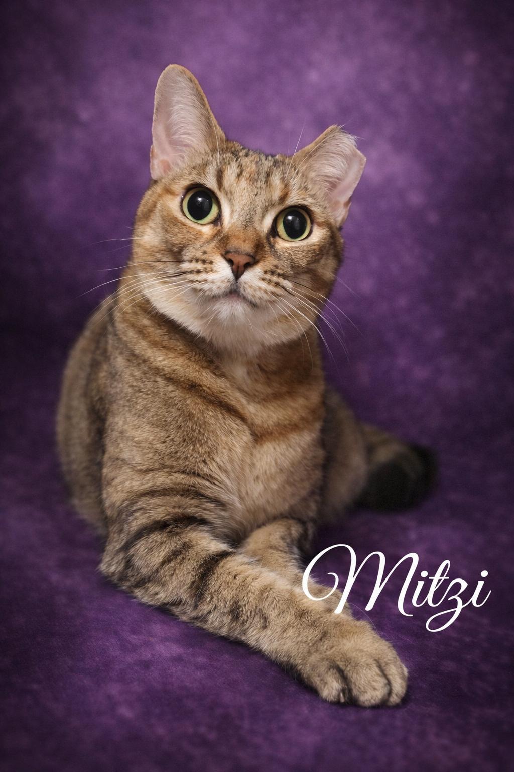 Enlarge Mitzi FNA Honeybee, a ADOPTABLE Torbie in Houston, TX image 1/6