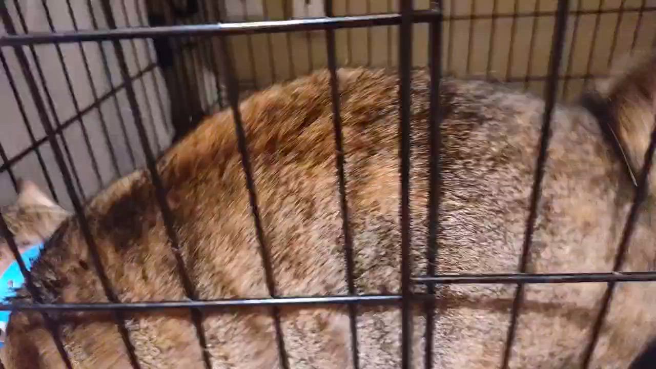 Enlarge Mitzi FNA Honeybee, a ADOPTABLE Torbie in Houston, TX video 5/6