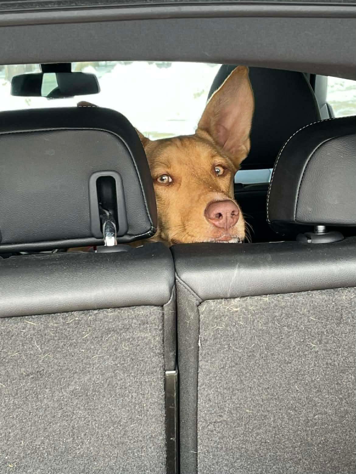 Enlarge Etta James, a ADOPTABLE mixed breed in Portland, ME image 6/6