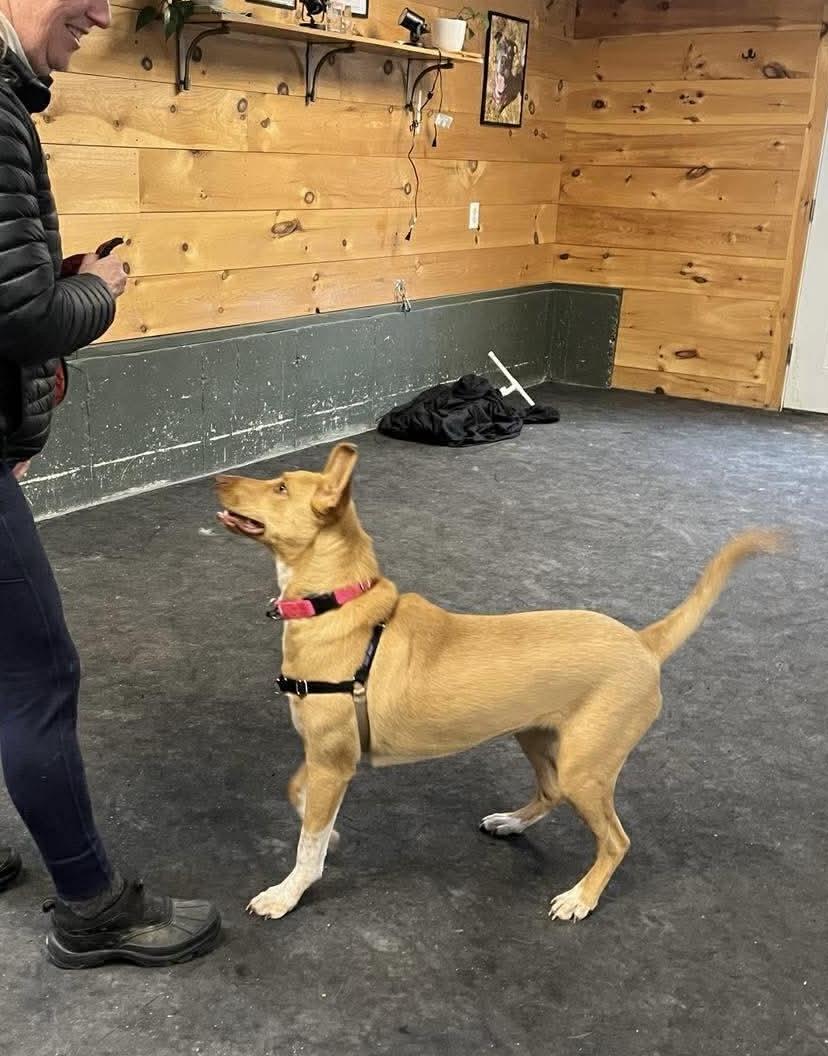 Enlarge Etta James, a ADOPTABLE mixed breed in Portland, ME image 5/6