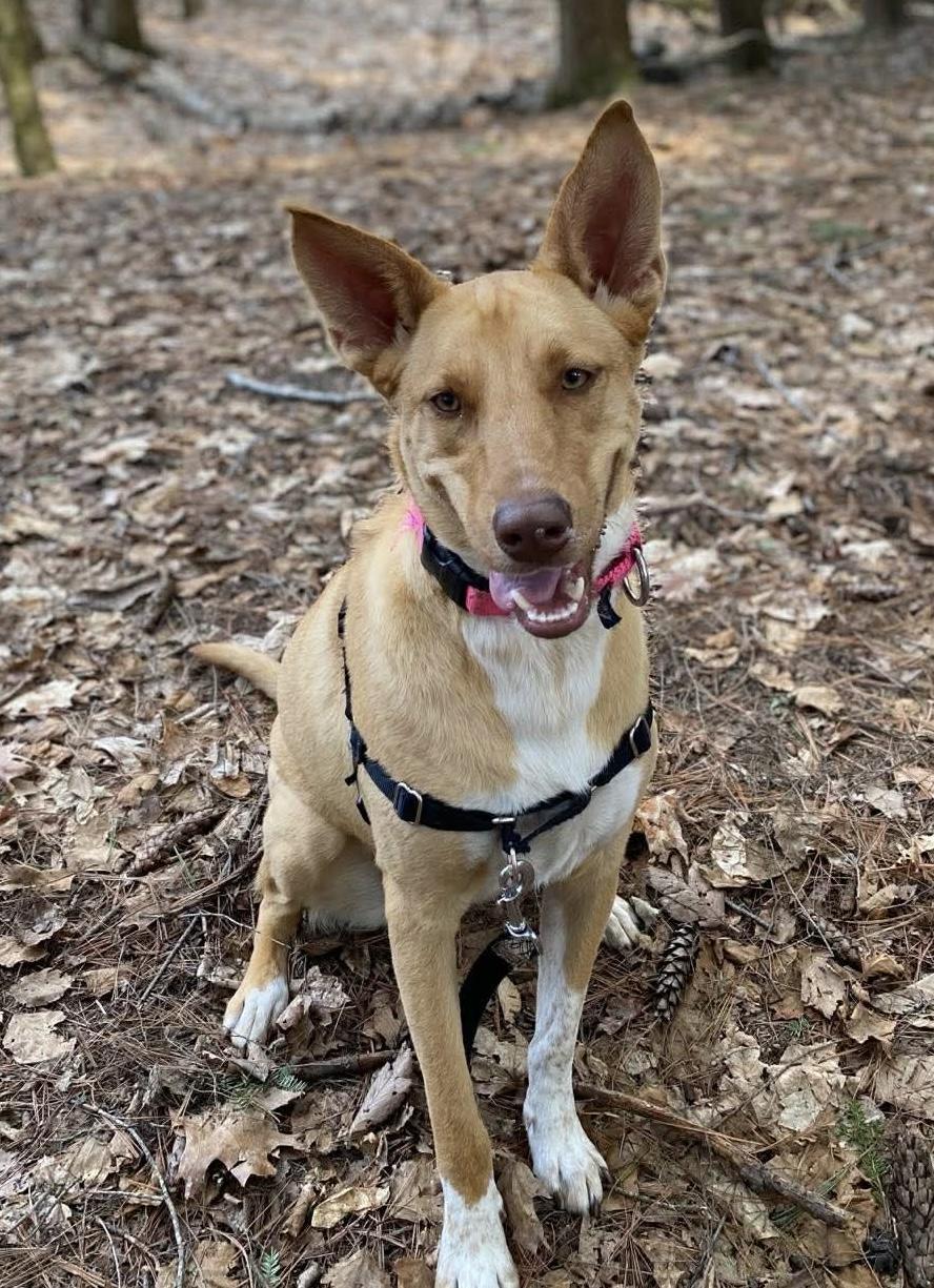 Enlarge Etta James, a ADOPTABLE mixed breed in Portland, ME image 4/6