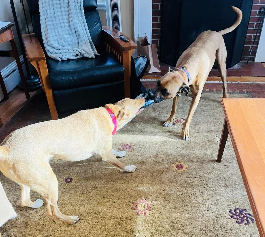 Enlarge Etta James, a ADOPTABLE mixed breed in Portland, ME image 3/6