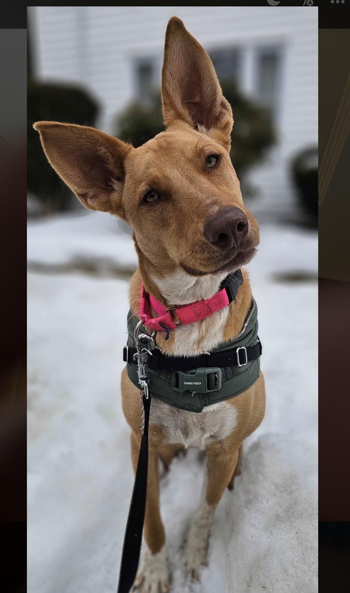 Enlarge Etta James, a ADOPTABLE mixed breed in Portland, ME image 2/6