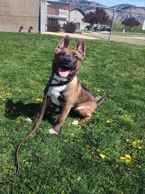 Enlarge GOOSE, a Adoptable mixed breed in Ogden, UT image 1/1