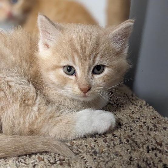 Enlarge Chandler Bing, a Adoptable Tabby in Knox, PA image 3/5