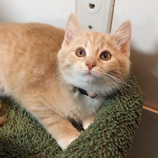 Enlarge Chandler Bing, a Adoptable Tabby in Knox, PA image 2/5