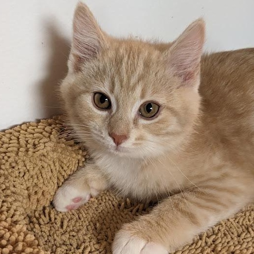 Enlarge Chandler Bing, a Adoptable Tabby in Knox, PA image 1/5