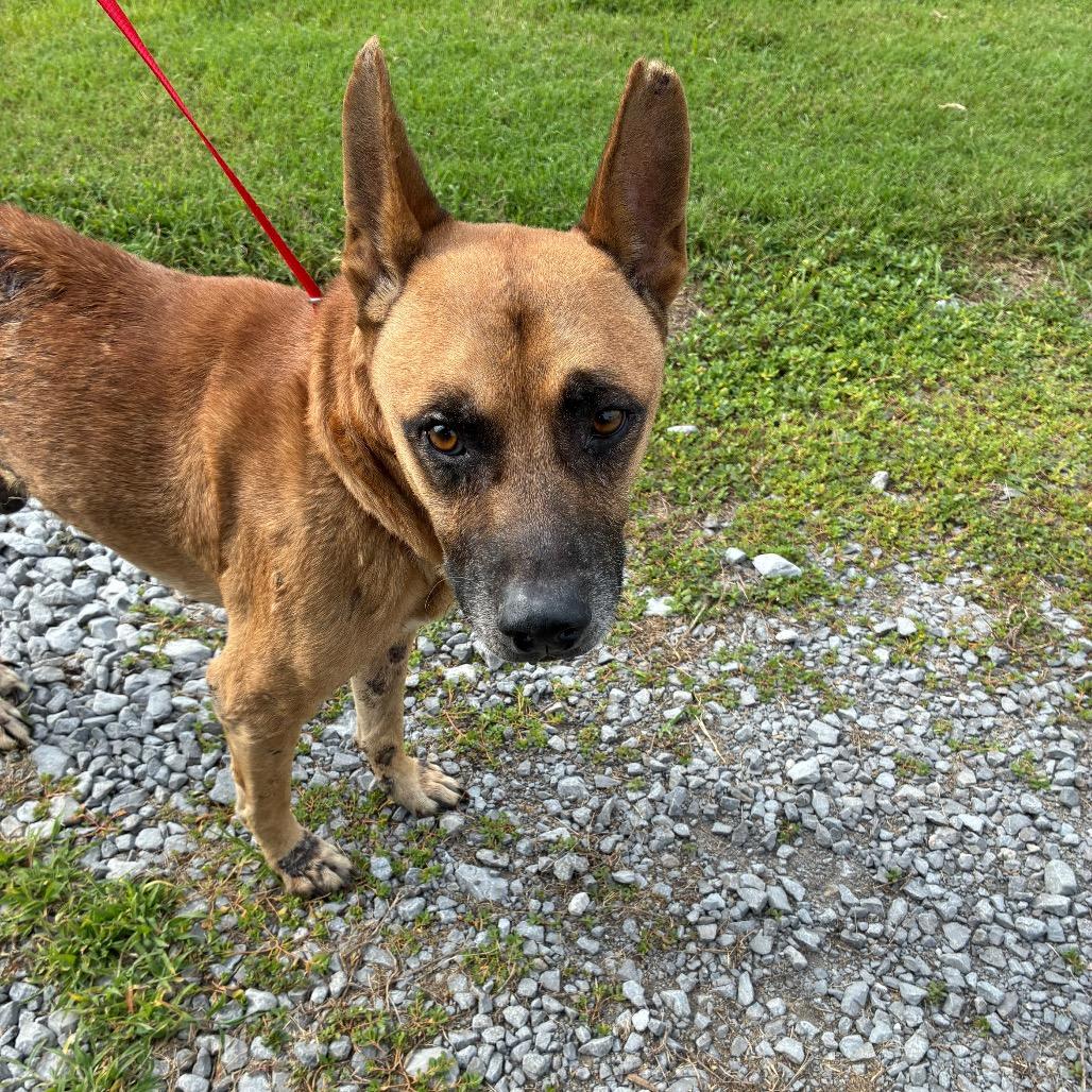 Enlarge Meadow, a Adoptable mixed breed in Saint Louis, MO image 1/3