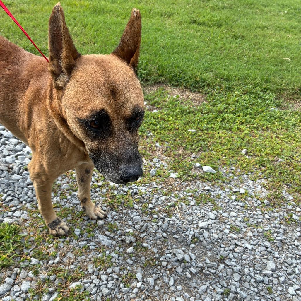 Enlarge Meadow, a Adoptable mixed breed in Saint Louis, MO image 3/3