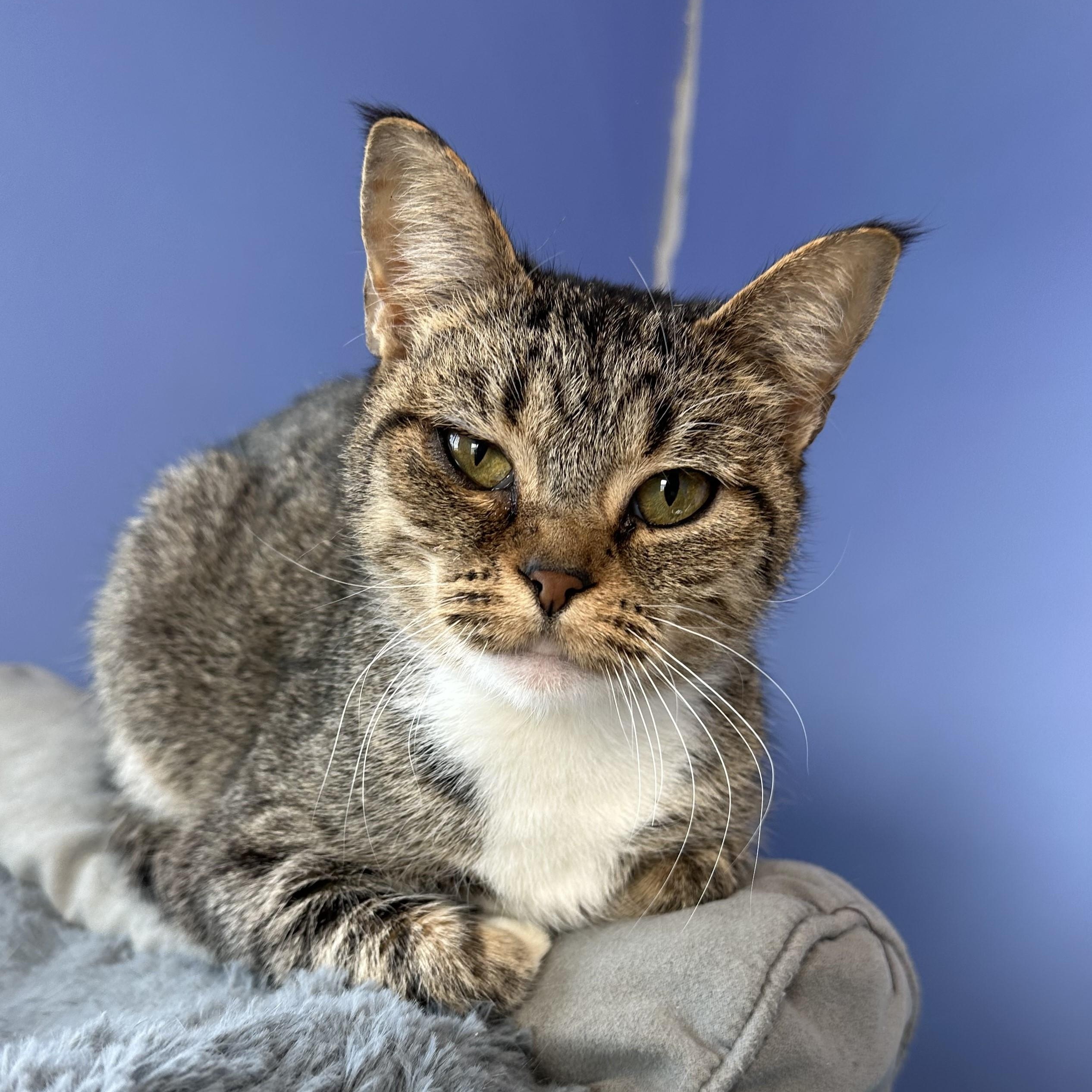 Enlarge Grammy, a ADOPTABLE Domestic Short Hair in Brookings, SD image 1/3