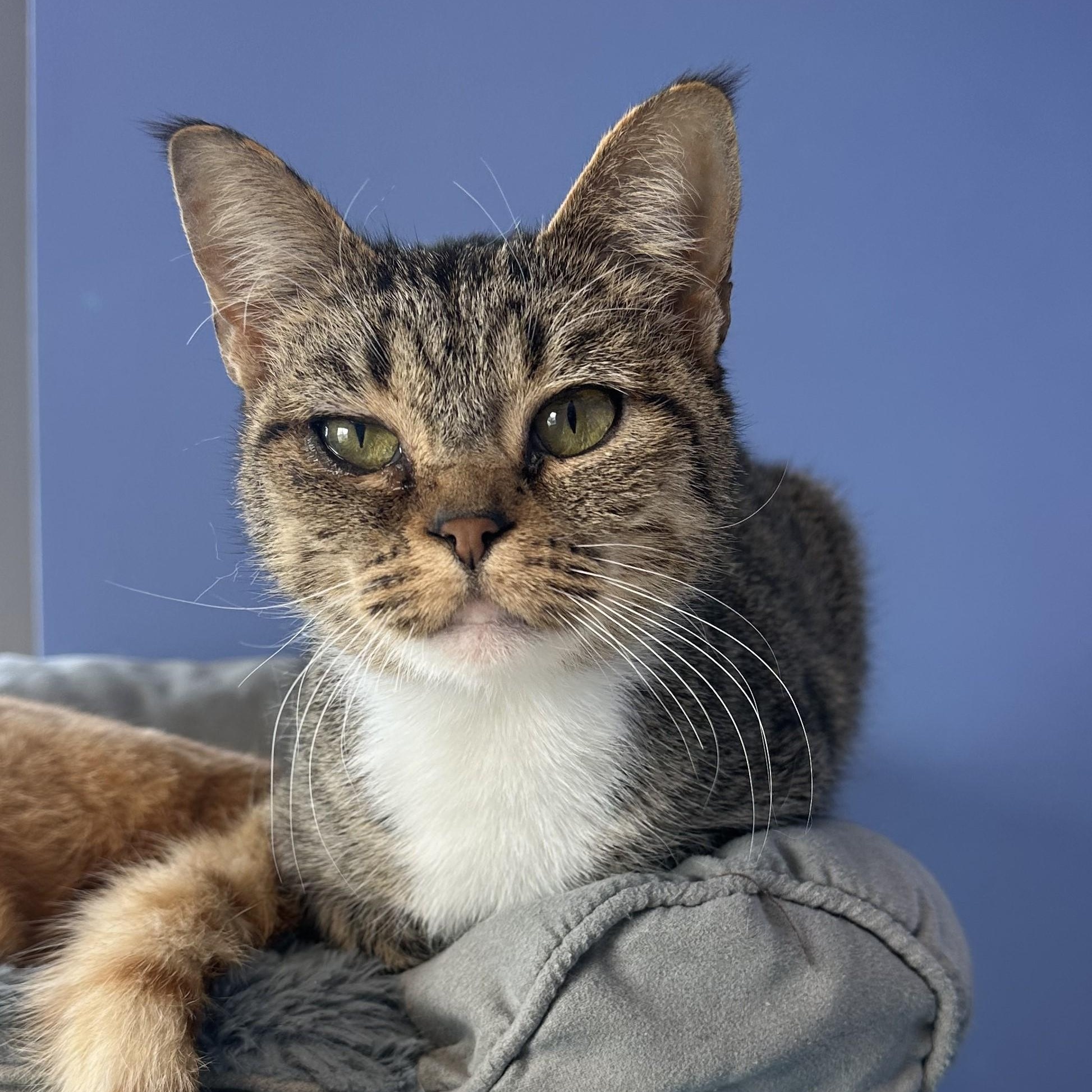 Enlarge Grammy, a ADOPTABLE Domestic Short Hair in Brookings, SD image 3/3