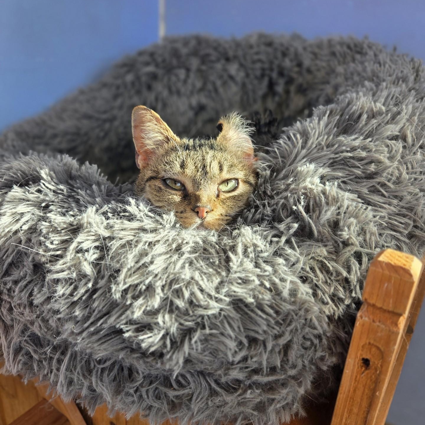 Enlarge Grammy, a ADOPTABLE Domestic Short Hair in Brookings, SD image 2/3