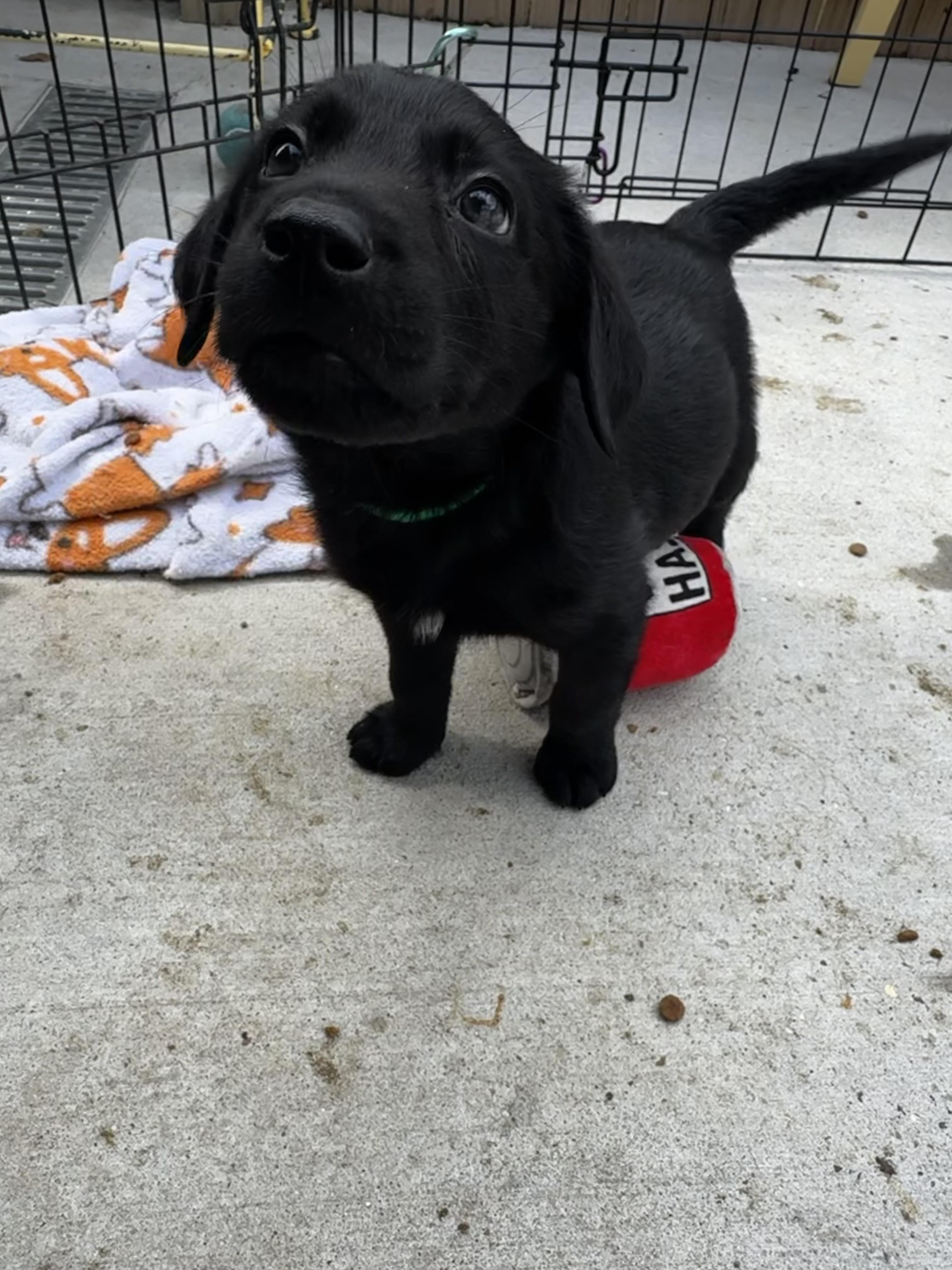 Enlarge Doodle, an adopted mixed breed in Ponchatoula, LA image 2/2