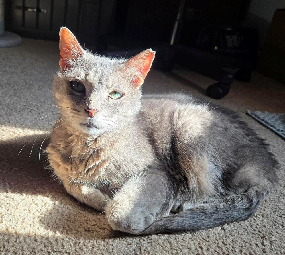 Luna, a Adoptable Tabby in Brattleboro, VT image 1/5