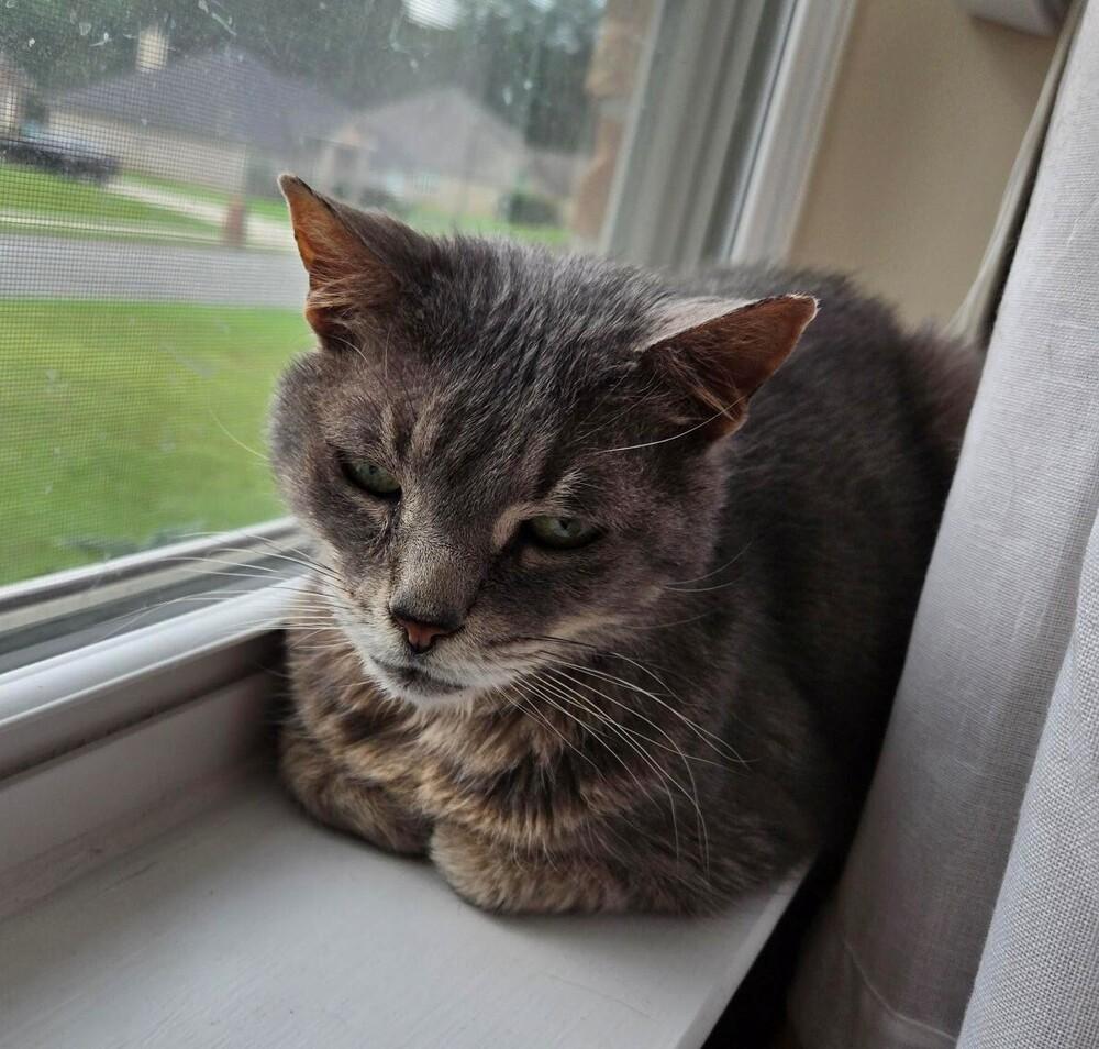 Luna, a Adoptable Tabby in Brattleboro, VT image 2/5