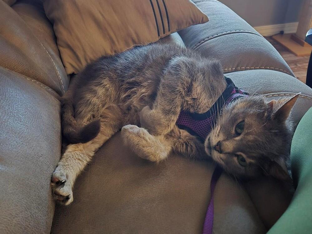 Luna, a Adoptable Tabby in Brattleboro, VT image 3/5