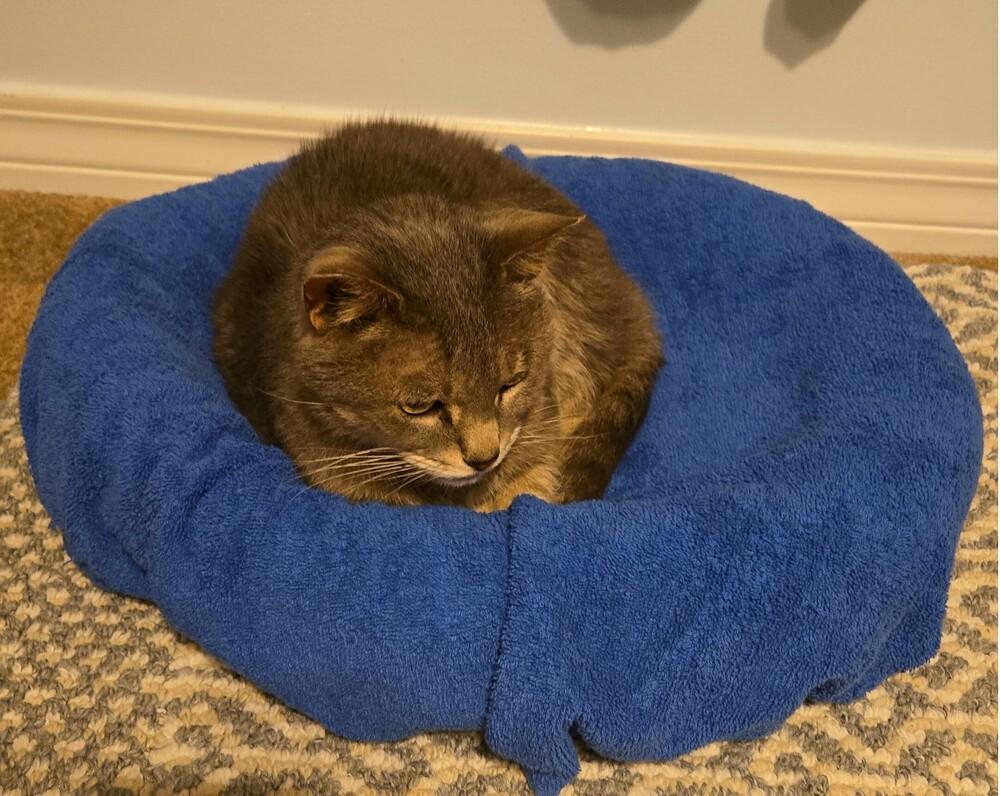 Luna, a Adoptable Tabby in Brattleboro, VT image 4/5