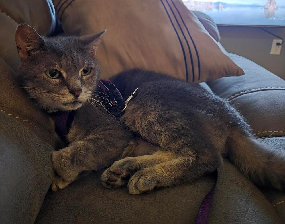 Luna, a Adoptable Tabby in Brattleboro, VT image 5/5