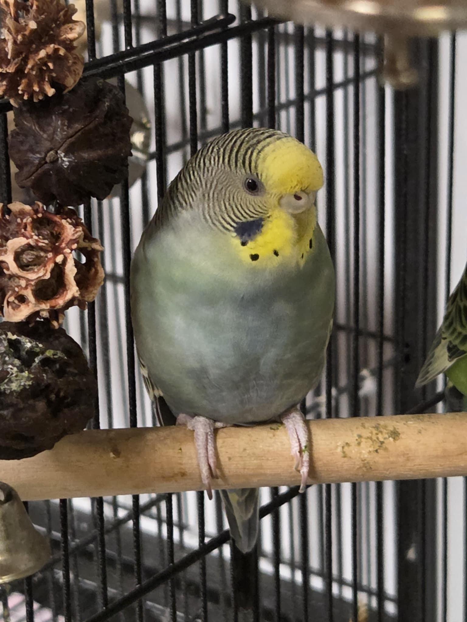 Barbie, Adult Female Parakeet (Other)