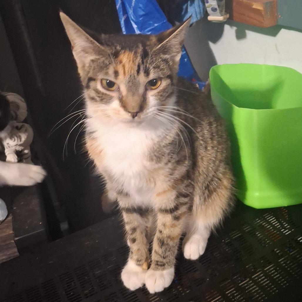 Enlarge Tornado, a Adoptable American Shorthair in Lima, OH image 1/4