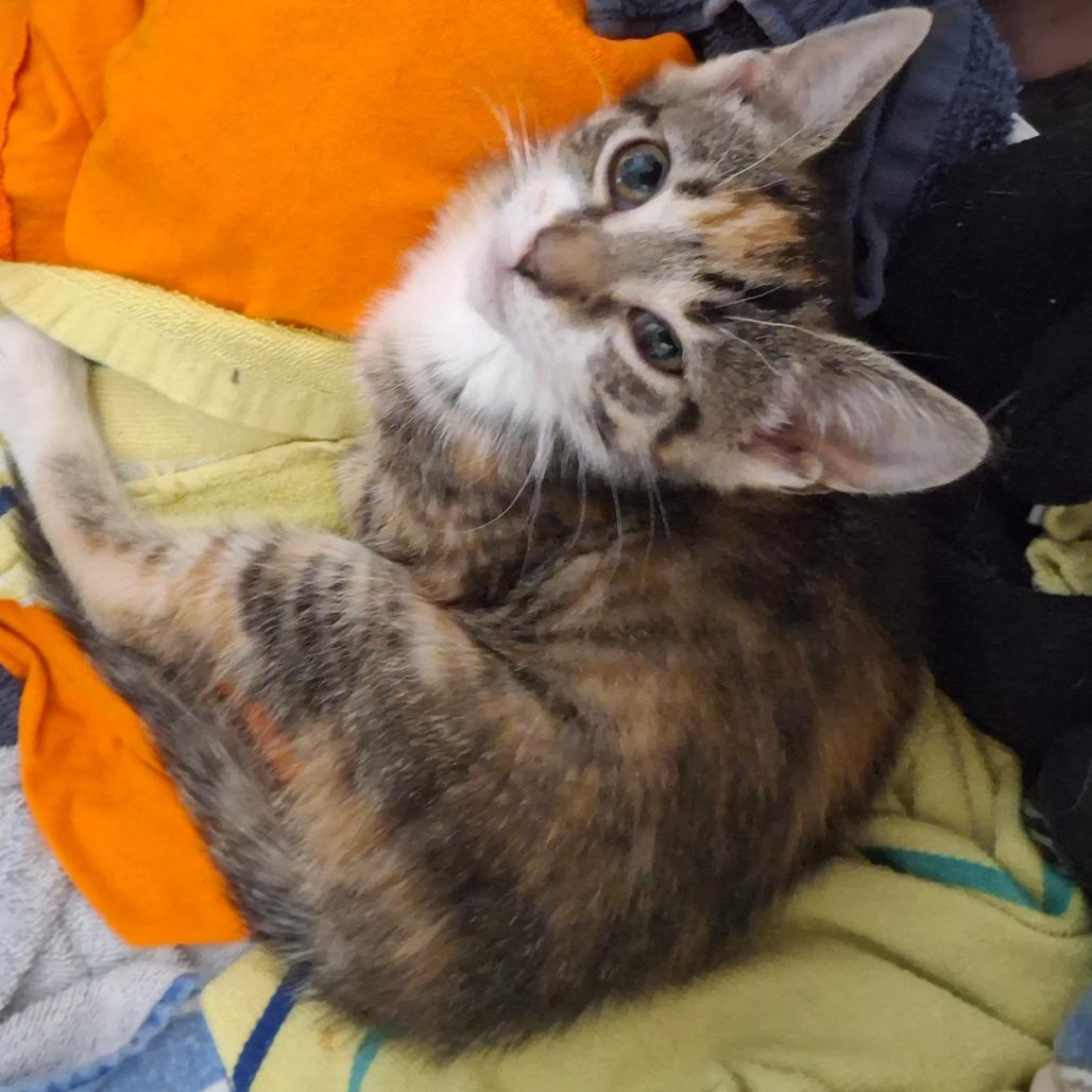 Enlarge Tornado, a Adoptable American Shorthair in Lima, OH image 2/4