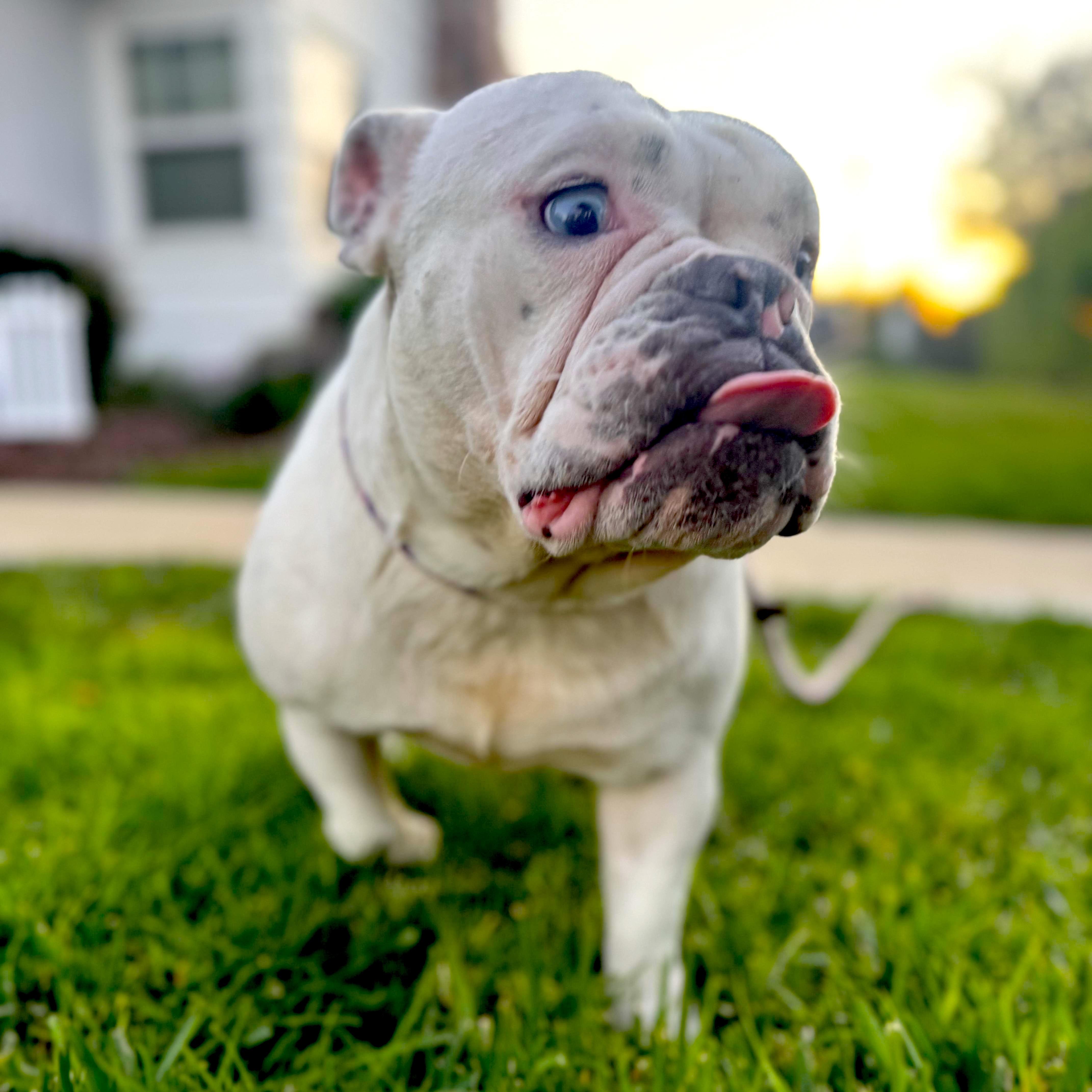 Barbara, a ADOPTABLE mixed breed in Sun Valley, CA image 4/6