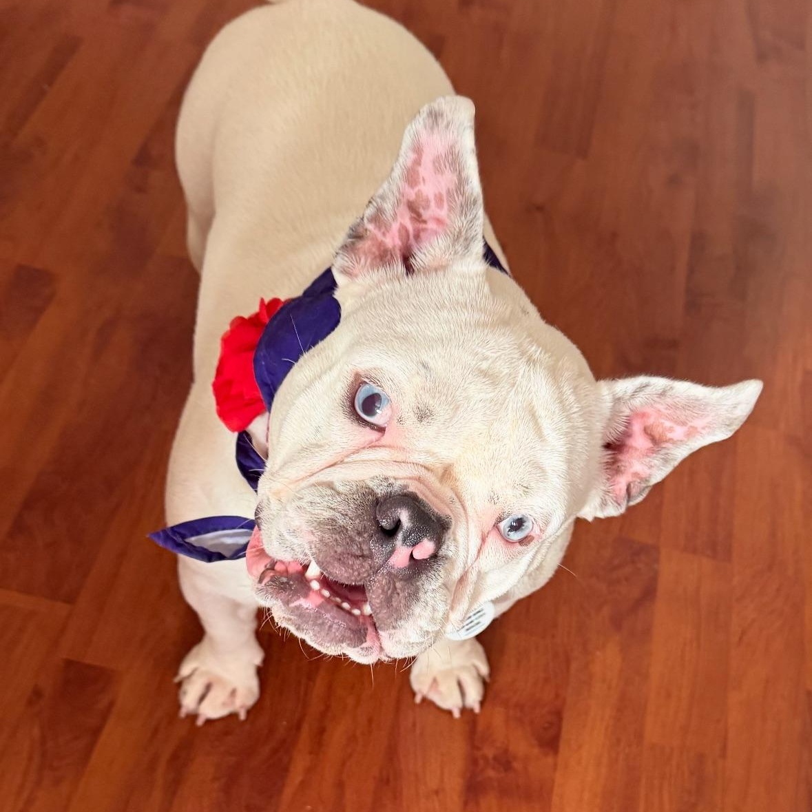 Barbara, a ADOPTABLE mixed breed in Sun Valley, CA image 5/6