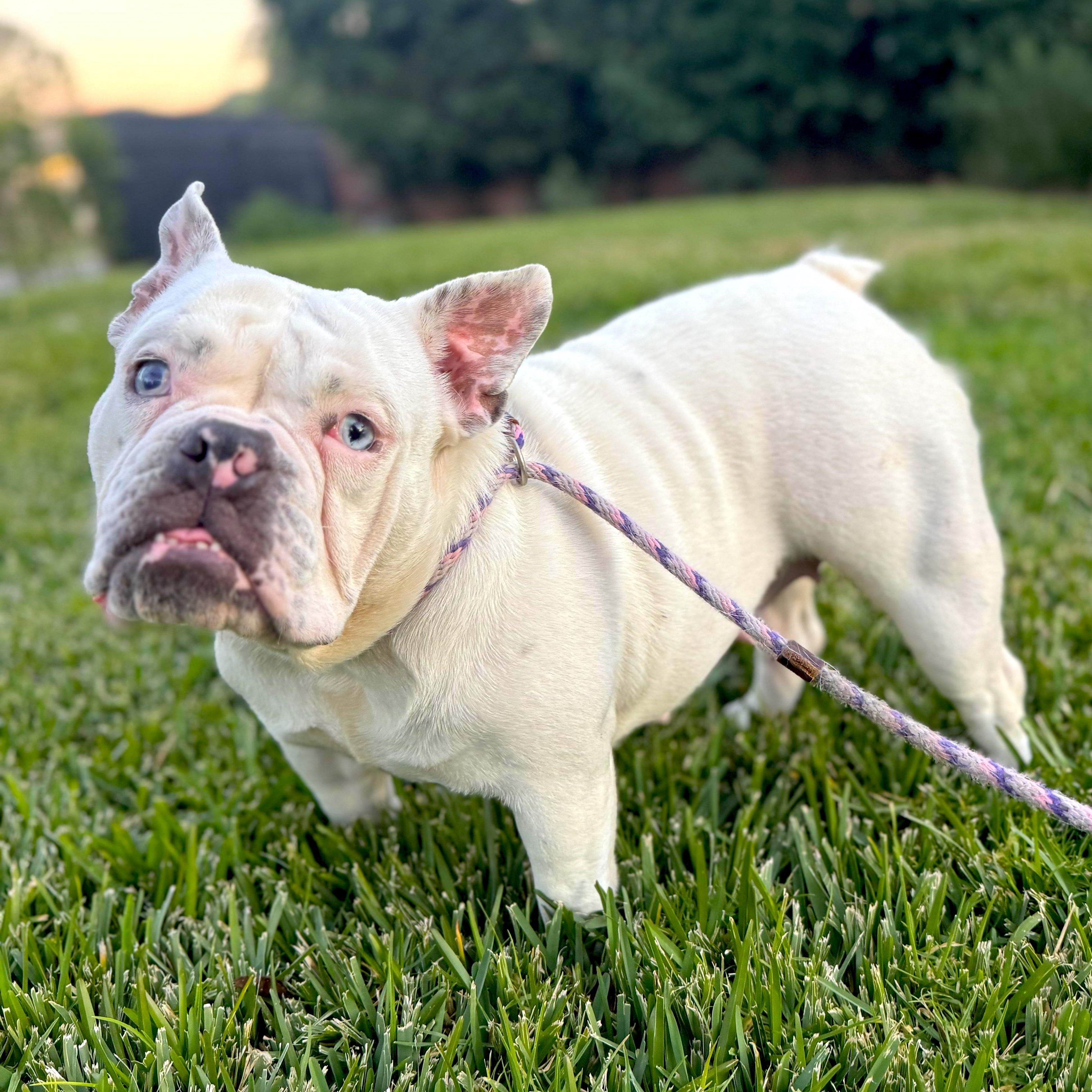 Barbara, ADOPTABLE, Young Female French Bulldog & English Bulldog.