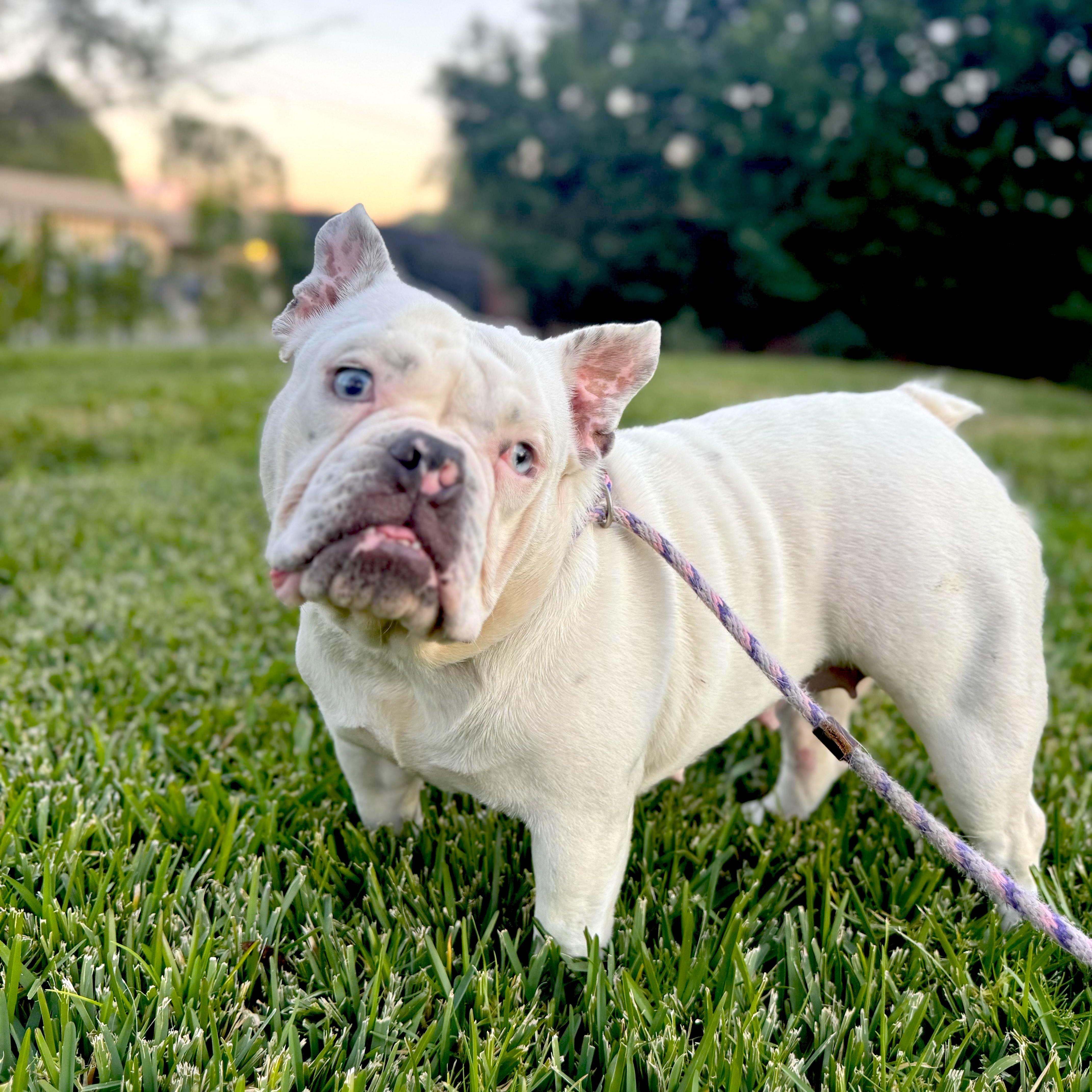 Barbara, a ADOPTABLE mixed breed in Sun Valley, CA image 3/6